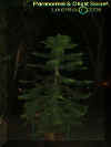 pinetree.jpg (16887 bytes)