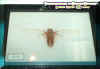 cicada.jpg (24412 bytes)