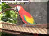 parrot.jpg (41451 bytes)