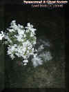 groundcrossflowers.jpg (52977 bytes)