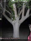 tree.jpg (36195 bytes)