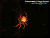spider1.jpg (18849 bytes)