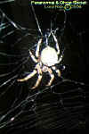 spider2.jpg (34633 bytes)