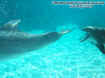 dolphins.jpg (23347 bytes)
