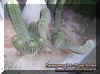 cactuses3.jpg (64174 bytes)