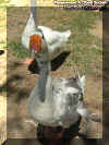 ducks2.jpg (138062 bytes)