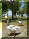 ducks4.jpg (94420 bytes)