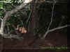 islandwoods.jpg (38693 bytes)