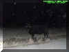 cow.jpg (52565 bytes)