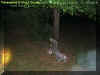 treemist.jpg (31525 bytes)