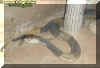1cobra.jpg (43296 bytes)