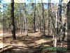 woods.jpg (75029 bytes)