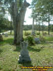 deadtreestone.jpg (51163 bytes)