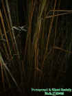 2005bambootree.jpg (34516 bytes)
