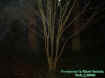 2treeecto.jpg (27725 bytes)