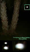 2005palmtreeanomaly.jpg (28138 bytes)