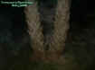 2005palmtreeghost.jpg (40421 bytes)