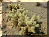 1cactus.jpg (136630 bytes)