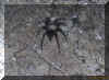 3spidercloseup.jpg (226786 bytes)
