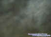 0grassectoplasm.jpg (17219 bytes)