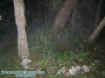 rockgardenmist.jpg (42541 bytes)