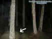 woodsecto2.jpg (31003 bytes)