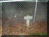 fencemist.jpg (49513 bytes)