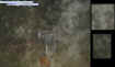 grillectoplasm.jpg (29416 bytes)