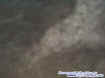 treeectoplasm1.jpg (19388 bytes)