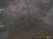 treeectoplasm.jpg (18468 bytes)