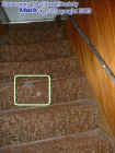 stairorbs.jpg (29869 bytes)