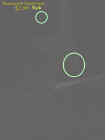 treeorbs.jpg (21260 bytes)