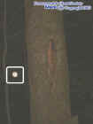 treeorb.jpg (22650 bytes)