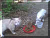 catseating.jpg (28461 bytes)