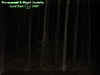 woods3.jpg (14917 bytes)