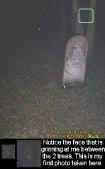 treeface.jpg (42759 bytes)