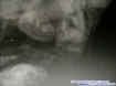 giantface1.jpg (16855 bytes)