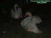 geese.jpg (28477 bytes)