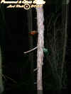 beerbottlestree.jpg (33510 bytes)