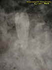 angelectoplasm.jpg (20779 bytes)