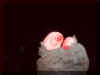 2bloodtoes.jpg (24254 bytes)