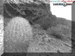 2cactuscliffbw.jpg (170466 bytes)