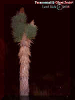 2tree.jpg (45600 bytes)
