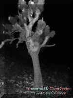 2treenighttimebw.jpg (48293 bytes)