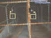 fenceorbs.jpg (37724 bytes)