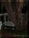 treehouse.jpg (31435 bytes)