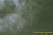 0towermist1.jpg (27445 bytes)
