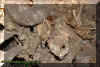 bones.jpg (45080 bytes)