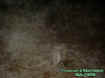 2005flowerpotmist.jpg (31683 bytes)