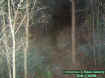 woodsecto4.jpg (45714 bytes)